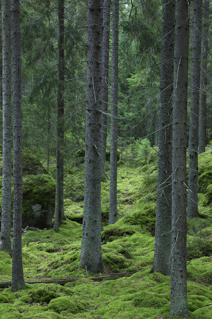 woodland-path